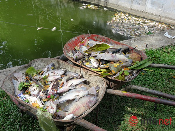 infonet_ca_chet_cong_vien_anh14
