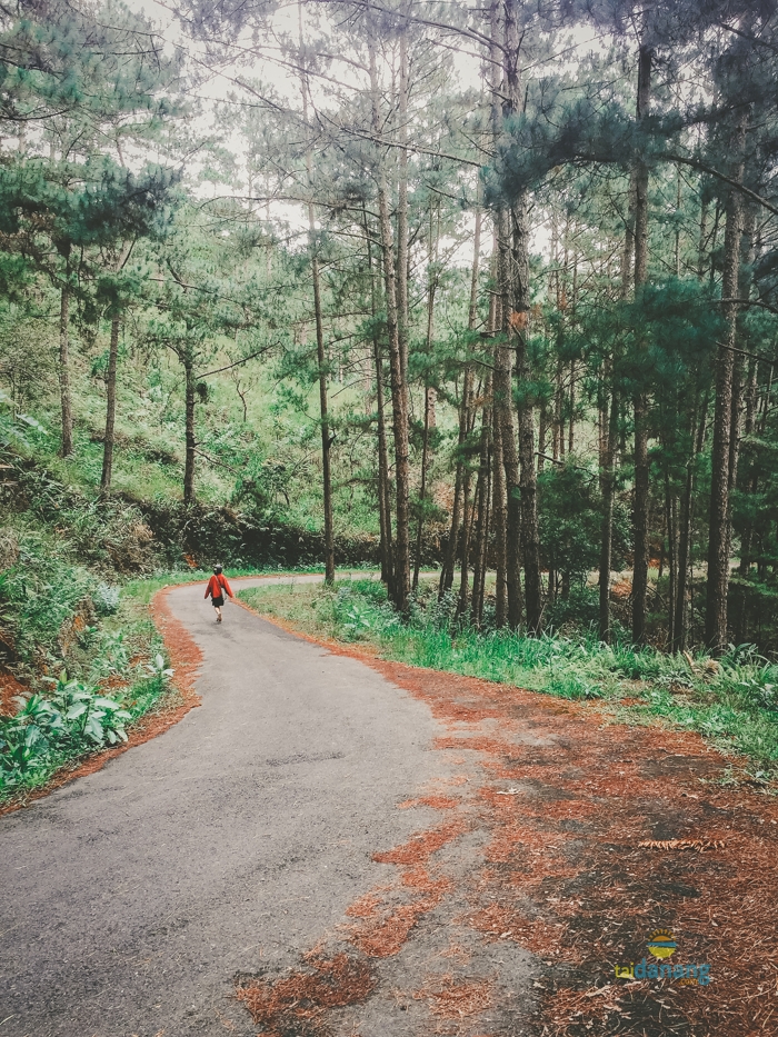 Kinh nghiem du lich Da Lat dịp Tet