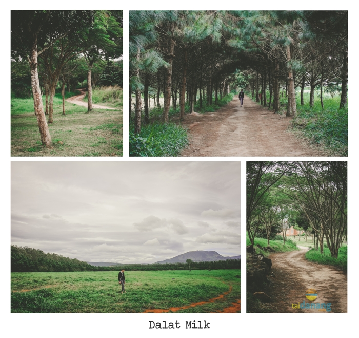Kinh nghiem du lich Da Lat dịp Tet