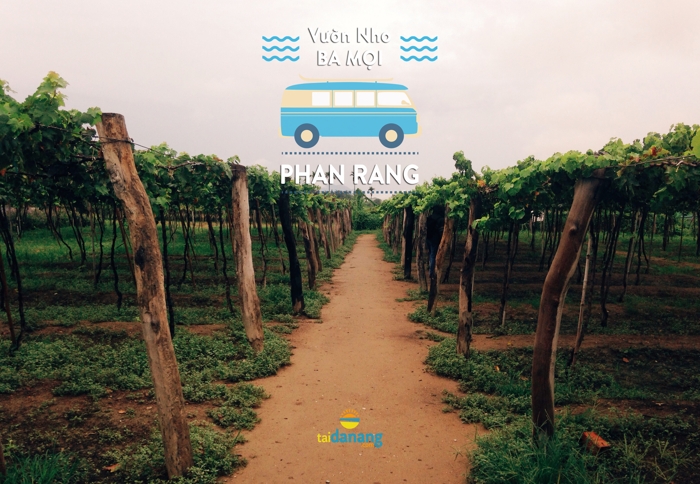 vuon nho ba moi phan rang
