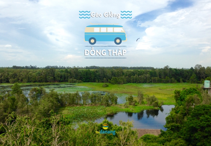 gao giong dong thap