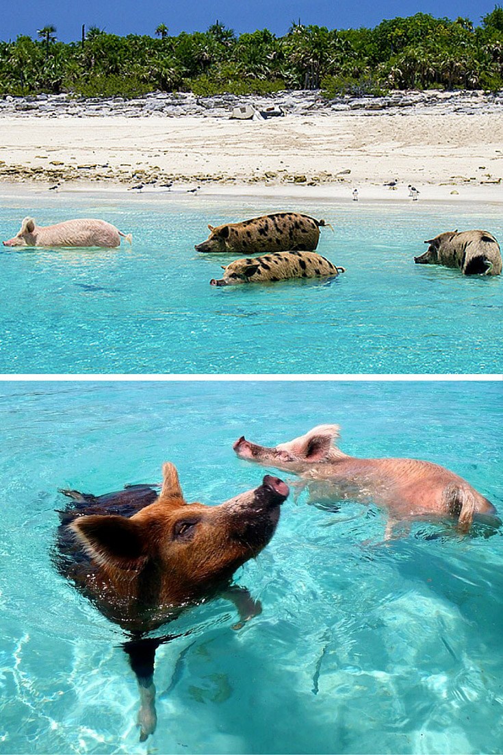 Exuma (bai bien lon), bahamas